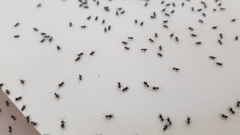 먹이용곤충 ]  귀뚜라미 - 핀헤드 - 5cc 스푼계량 - 마릿수 사진참조 - 1통